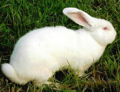 赤峰长毛兔养殖供应