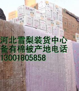 供应河北梨丨河北梨什么样的便宜丨批发河北梨的厂家